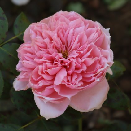 transparent Photoroom (94)