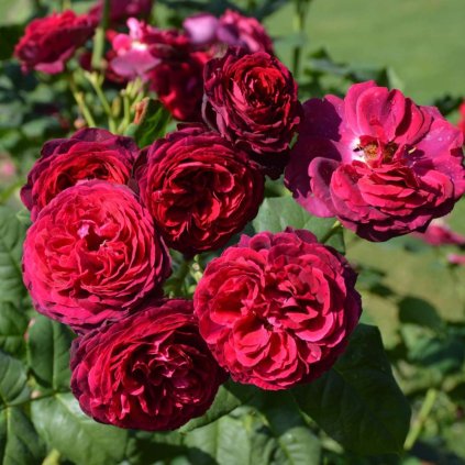 GRÄFIN VON HARDENBERG