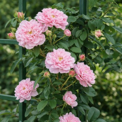 transparent Photoroom (16)