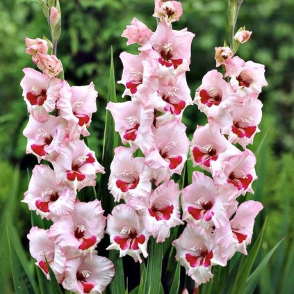 gladiola- roses and wine