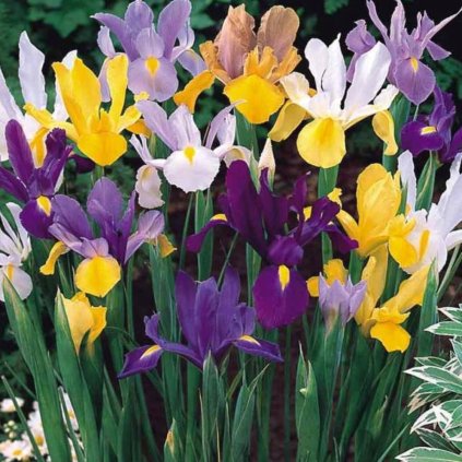 transparent Photoroom (6)