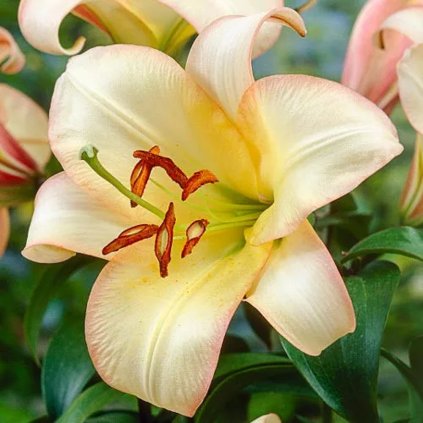lilium boogie woogie