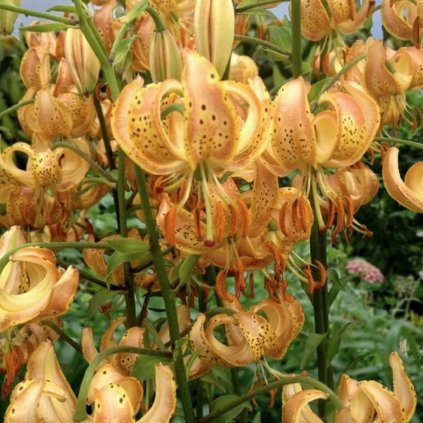 lilium