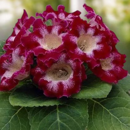 transparent Photoroom (15)