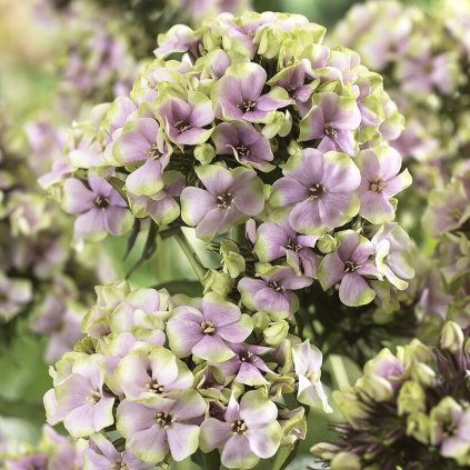 flower hd 1000 v2 (1)