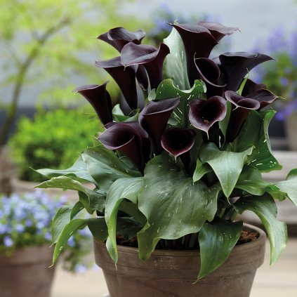 Beretta Bijgesneden pot callas