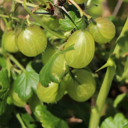 image Photoroom (57) (1)