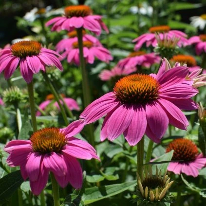 pink echinacea 2369733 1280