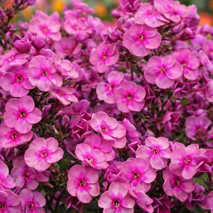 b4e9e7f4 40a8 4344 931a 0c4d9fb53e65