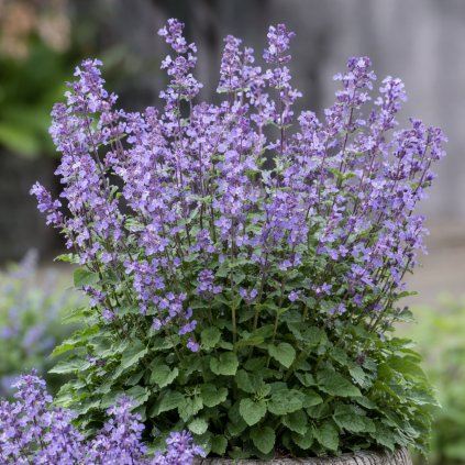 dec0ae2e b773 4789 a267 5f521dbfbed3