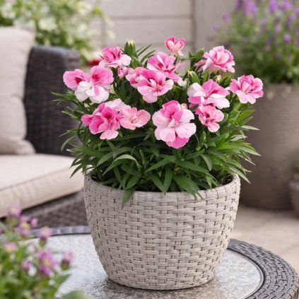 transparent Photoroom (18)