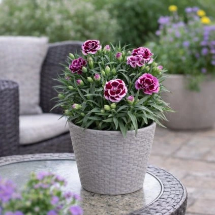 transparent Photoroom (19)