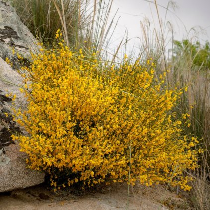 transparent Photoroom (21) (1)