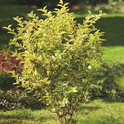Ligustrum ovalifolium 'Aureum'