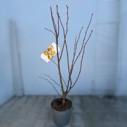 transparent Photoroom (28)
