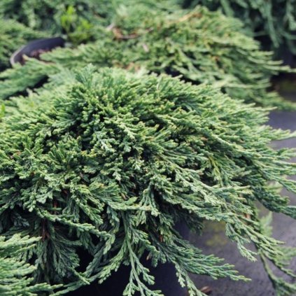 vyr 863Juniperus horizontalis Pancake 01