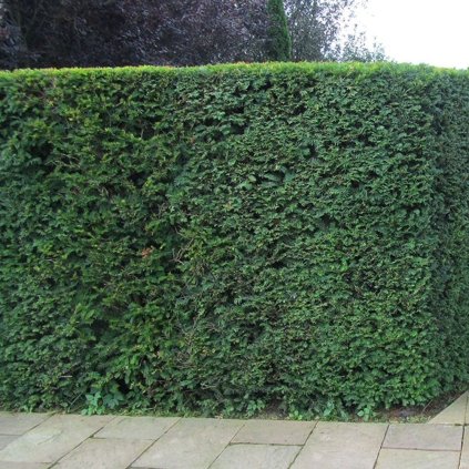 english yew bare root hedging p3434 23742 image