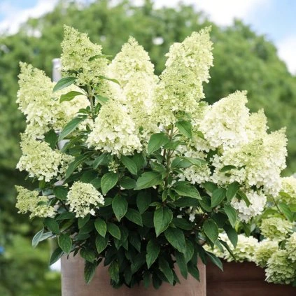 image Photoroom 2024 08 22T145152.028