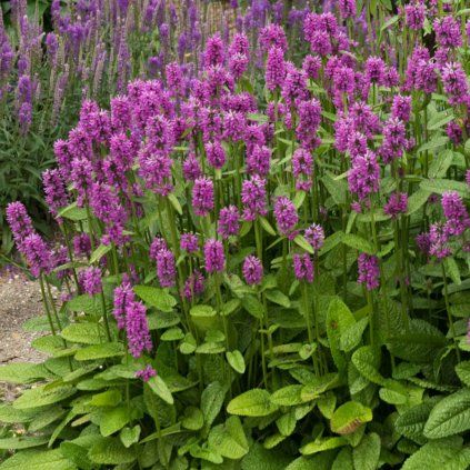 Stachys monieri Hummelo (2)