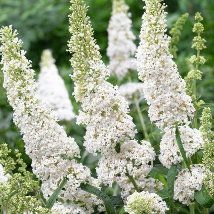 Budleja Davidova White Bouquet