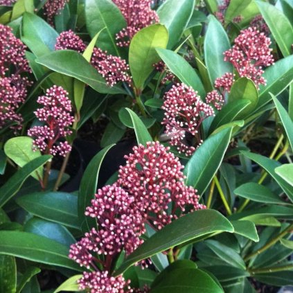 Skimmia Japonica Rubela