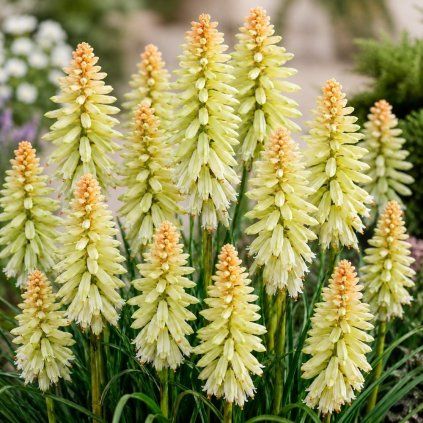 pineaple