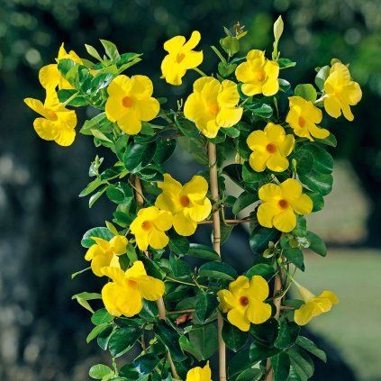 Mandevilla yellow 2
