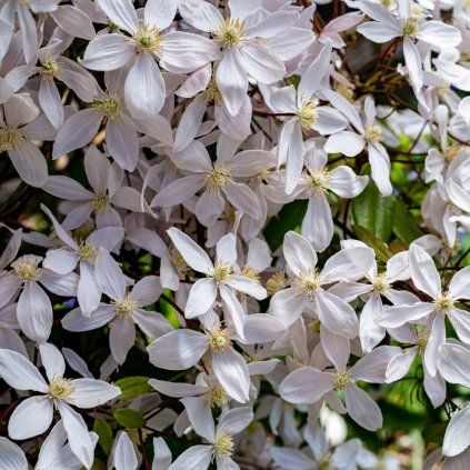 clematis