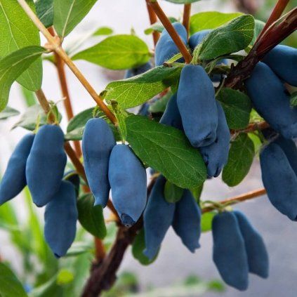 Lonicera caerulea Aurora (1)