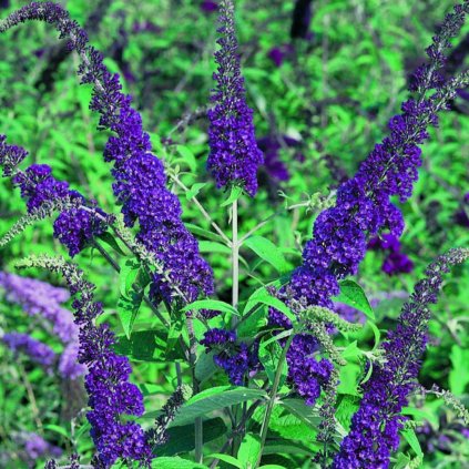 Budleja Davidova Empire Blue