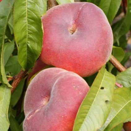 Broskyna Oriane sendvicova