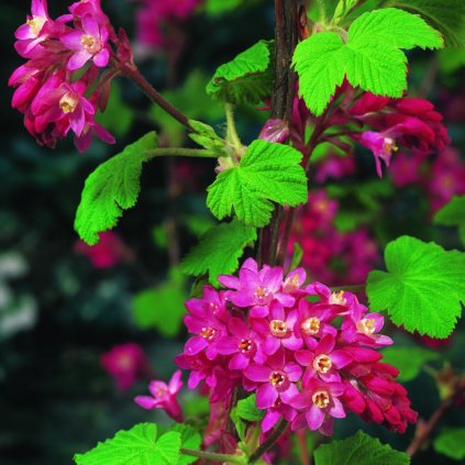 Ribes King Edvard