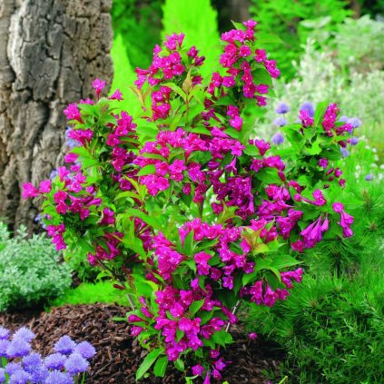 Weigela Red Prince