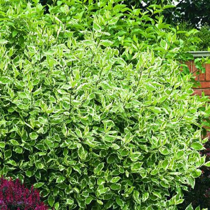 Cornus Elegantissima
