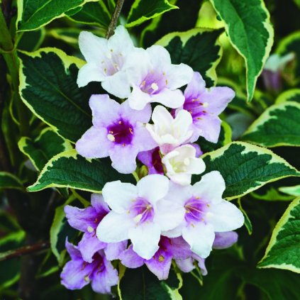 Weigela flor. Nana Variegata