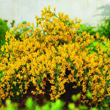 Genista lydia