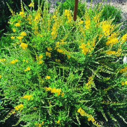 Genista anglica
