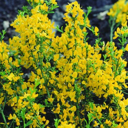 Genista pilosa Lemon Spreader