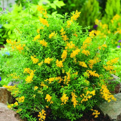 Genista germanica