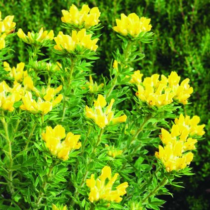 Chamaecytisus austriacus