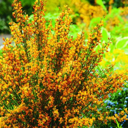 Cytisus scop. Apricot Gem