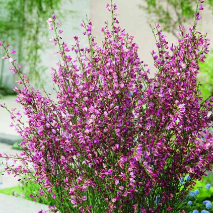 Cytisus praec. Hollandia