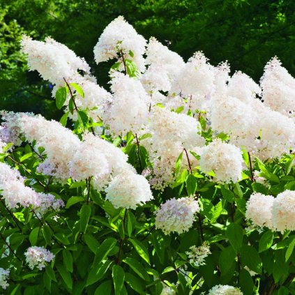 Hydrangea paniculata Grandiflora