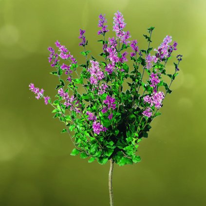 Syringa meyeri Palibin stamm