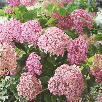 Hydrangea arb. Pink Annabelle®