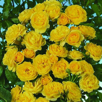 Bodendeckerrosen Golden Sunset
