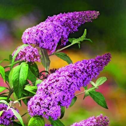 Buddleja davidii Pink Delight