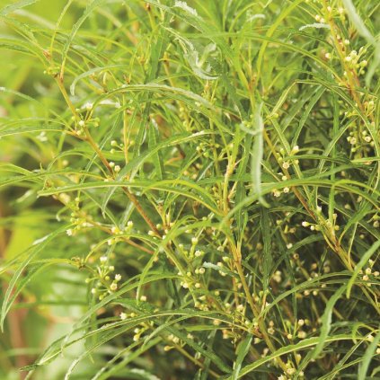 Rhamnus frangula Fine Line®