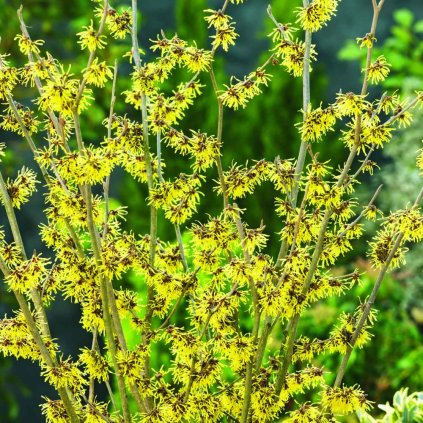 Hamamelis intermedia gelb