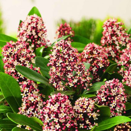Skimmia japonica Rubella